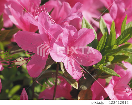 美しいツツジ　(ヒラドツツジ：azalea) 122412912