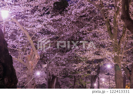大宮公園の夜桜 122413331