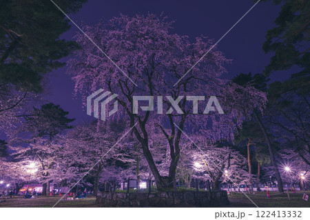 ライトアップされた大宮公園のしだれ桜 ライトアップされた大宮公園のしだれ桜 122413332