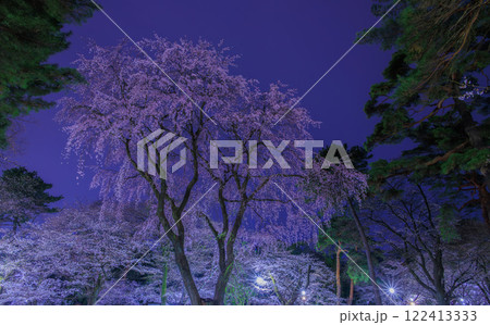 ライトアップされた大宮公園のしだれ桜 122413333