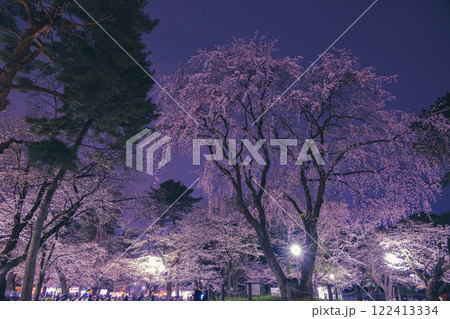 ライトアップされた大宮公園のしだれ桜 ライトアップされた大宮公園のしだれ桜 122413334