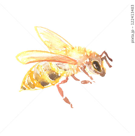 蜂の水彩イラストのイラスト素材 [122413483] - PIXTA