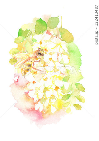 アカシアの花と蜂の水彩イラスト アカシアの花と蜂の水彩イラスト 122413487
