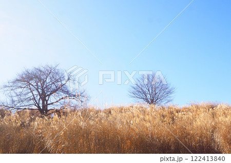 冬枯れのススキ 冬枯れのススキ 122413840