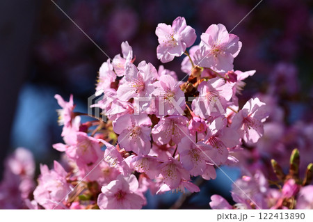 春イメージ（桜：河津桜）Spring season image 122413890