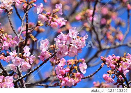 春イメージ(桜:河津桜)Spring season image 春イメージ(桜:河津桜)Spring season image 122413895