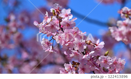 春イメージ（桜：河津桜）Spring season image 122413896