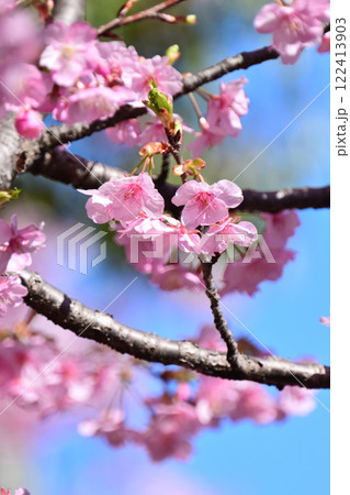 春イメージ（桜：河津桜）Spring season image 122413903