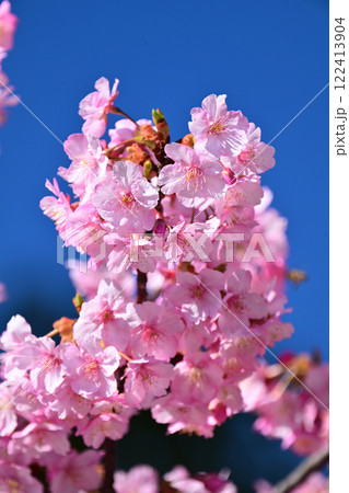 春イメージ(桜:河津桜)Spring season image 春イメージ(桜:河津桜)Spring season image 122413904