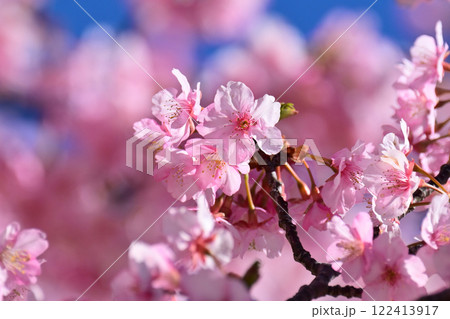 春イメージ(桜:河津桜)Spring season image 春イメージ(桜:河津桜)Spring season image 122413917