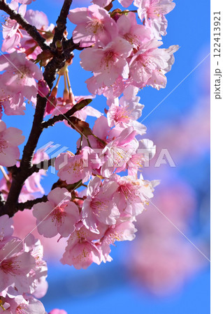 春イメージ(桜:河津桜)Spring season image 春イメージ(桜:河津桜)Spring season image 122413921