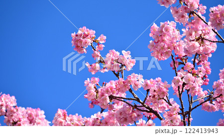 春イメージ(桜:河津桜)Spring season image 春イメージ(桜:河津桜)Spring season image 122413943