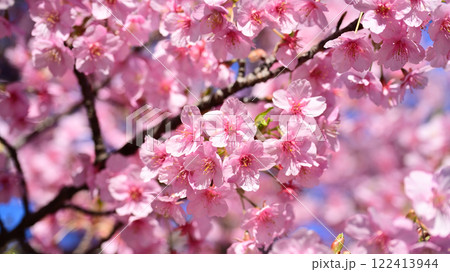 春イメージ(桜:河津桜)Spring season image 春イメージ(桜:河津桜)Spring season image 122413944
