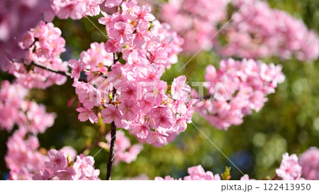 春イメージ(桜:河津桜)Spring season image 春イメージ(桜:河津桜)Spring season image 122413950
