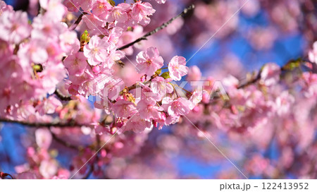春イメージ（桜：河津桜）Spring season image 122413952