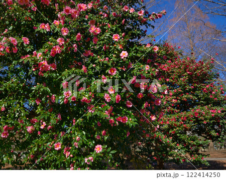 ピンクのサザンカ 122414250