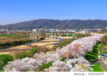 【京都府】桜が満開の背割堤の眺望 【京都府】桜が満開の背割堤の眺望 122414575
