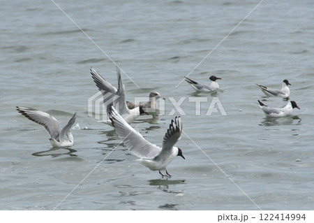 海上を飛ぶユリカモメ 122414994