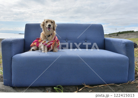 海辺に置かれたソファーでくつろぐ犬 海辺に置かれたソファーでくつろぐ犬 122415013