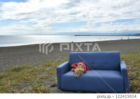 海辺に置かれたソファーでくつろぐ犬 122415014