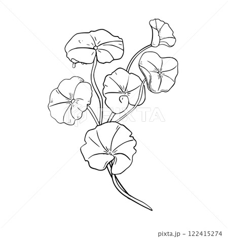 Centella asiatica hydrating herb black white vector illustration on white. Indian pennywort, gotu kola medicinal plant hand drawn outline botanical sketch for design package, label organic product. 122415274