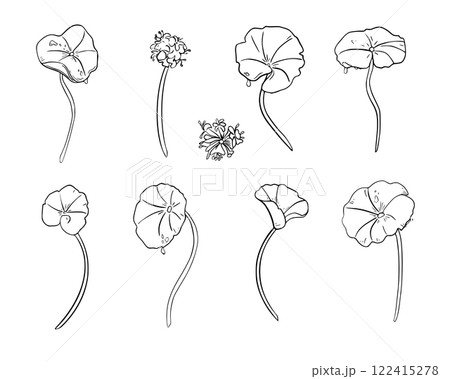 Set of centella asiatica black white vector illustration isolated. Pennywort, gotu kola herbal plants hand drawn monochrome. Tiger herb linear sketch for package, label. Skin care centella and flower. Set of centella asiatica black white vector illustration isolated. Pennywort, gotu kola herbal plants hand drawn monochrome. Tiger herb linear sketch for package, label. Skin care centella and flower. 122415278