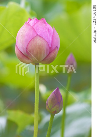 ハスの花、清浄なる花が咲く 122416109