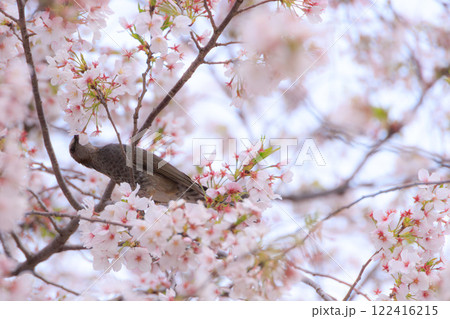 桜の蜜を吸うヒヨドリ 122416215