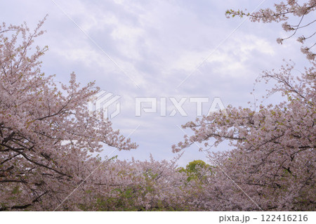 木場公園の桜 122416216