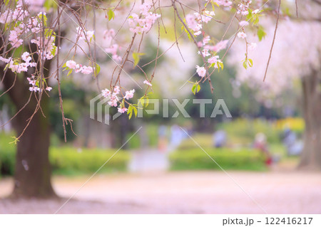 木場公園の八重桜 122416217