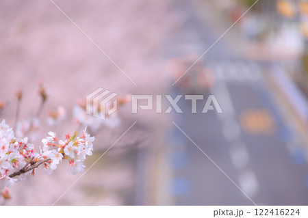 木場公園大橋からの桜と道路 122416224