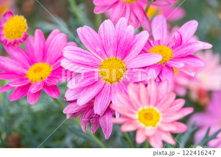 ピンク色のマーガレット 122416247