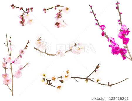 春の花のイラスト素材セット（梅1） 122416261