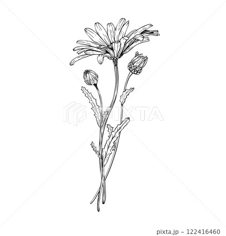 Composition with wildflower daisy bloom and buds. Hand drawn vector illustration. Contour drawing. Sketch painted by black inks. Black line on white isolated background. For clip art card logo package 122416460