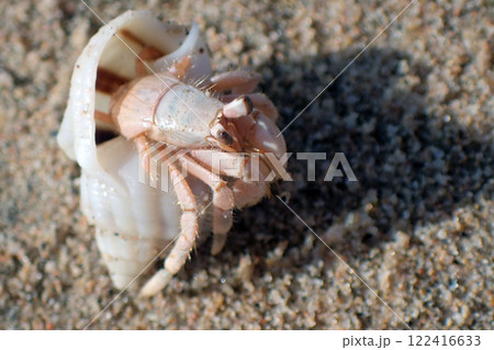 hermit crab from egypt hermit crab from egypt 122416633