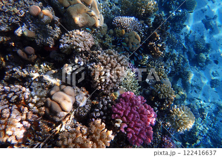 coral reef in the Red Sea 122416637
