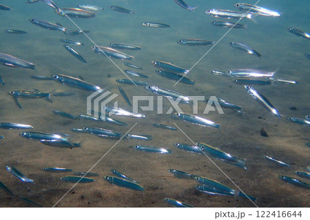 small fishes background 122416644