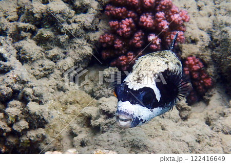 masked pufferfish 122416649