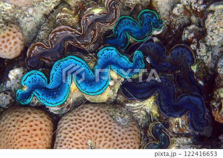 Giant Clam from the Red Sea 122416653