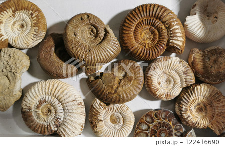 nice ammonite collection nice ammonite collection 122416690
