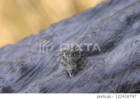 フユシャク　♂ 122416747