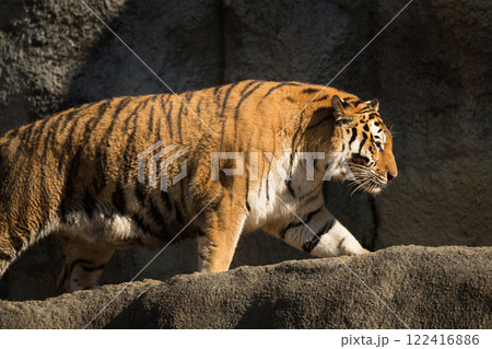 坂を登るアムールトラ 122416886