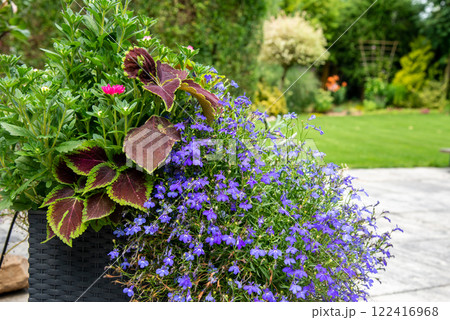 Flower pot on terrace with Lobelia, Coleus, Aster. Garden with l 122416968