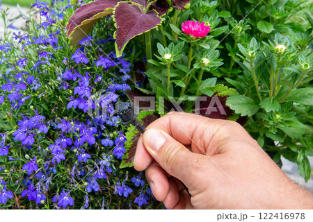 Male hand holding drip irrigation and installing it into the flo Male hand holding drip irrigation and installing it into the flo 122416978