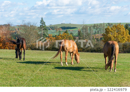 Horses on a pasture during autumn Horses on a pasture during autumn 122416979