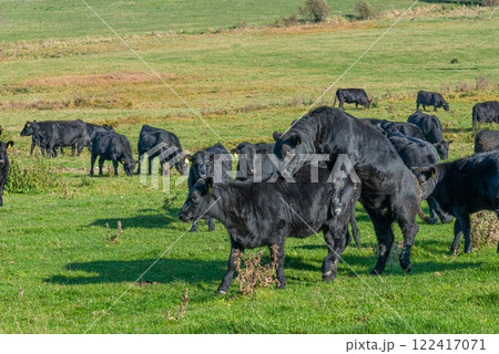A herd of black cattle on green outdoor pasture A herd of black cattle on green outdoor pasture 122417071