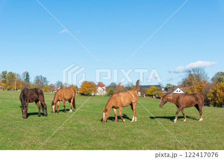 Horses on a pasture during autumn 122417076