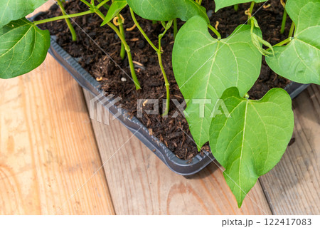 Tray with vegetable seedling on wooden work bench 122417083