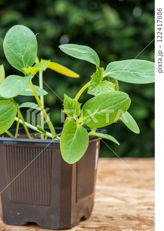 Young cucumber plants in a pot on a workbench before planting Young cucumber plants in a pot on a workbench before planting 122417086