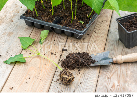 Process of transplanting vegetable seedling into plastic contain 122417087